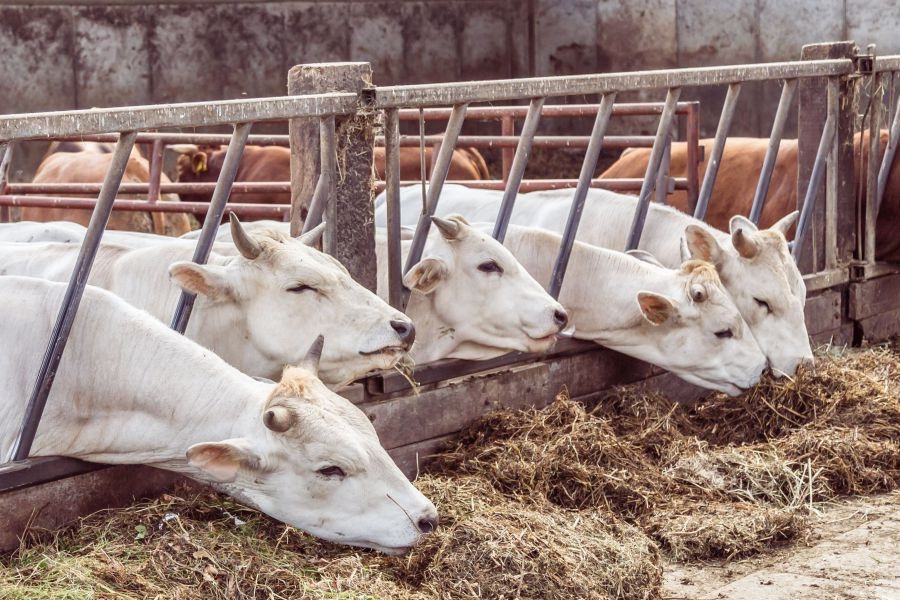 Какие породы могут быть пригодными перспективными и продуктивными в холодном климате?